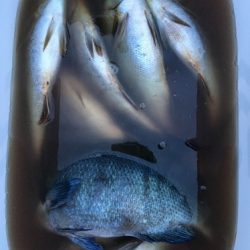 鵜来島家本渡船 釣果