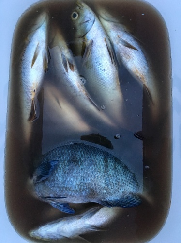 鵜来島家本渡船 釣果