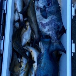 鵜来島家本渡船 釣果