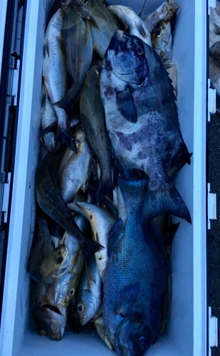 鵜来島家本渡船 釣果