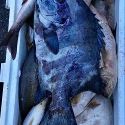 鵜来島家本渡船 釣果