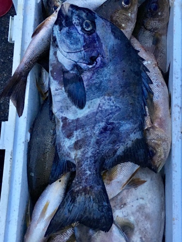 鵜来島家本渡船 釣果