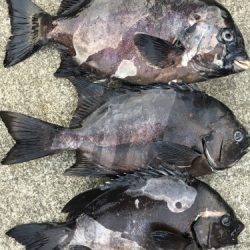 鵜来島家本渡船 釣果