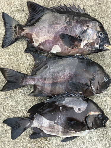 鵜来島家本渡船 釣果