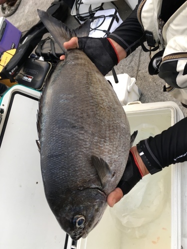 鵜来島家本渡船 釣果