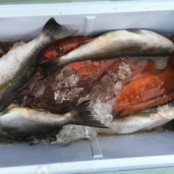 鵜来島家本渡船 釣果
