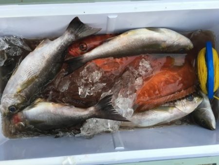 鵜来島家本渡船 釣果