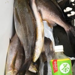 鵜来島家本渡船 釣果