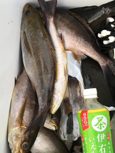 鵜来島家本渡船 釣果