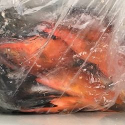 鵜来島家本渡船 釣果