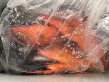 鵜来島家本渡船 釣果