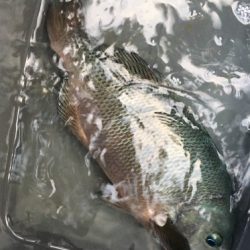 鵜来島家本渡船 釣果