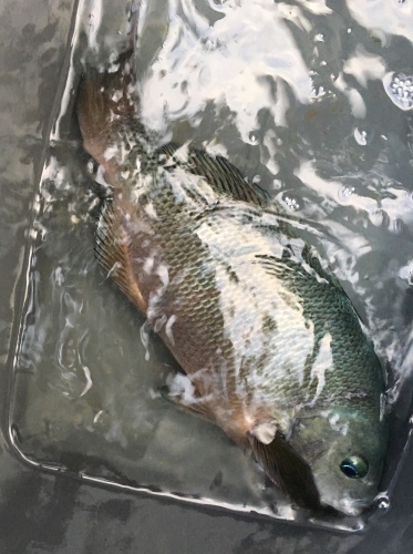 鵜来島家本渡船 釣果