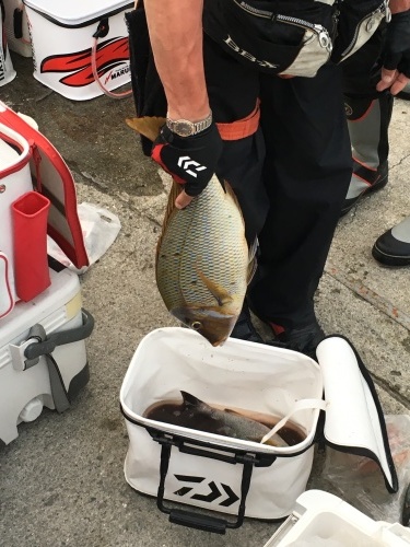 鵜来島家本渡船 釣果