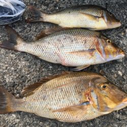 鵜来島家本渡船 釣果