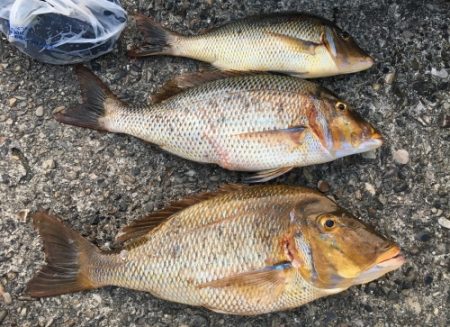 鵜来島家本渡船 釣果