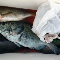 鵜来島家本渡船 釣果