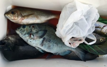 鵜来島家本渡船 釣果