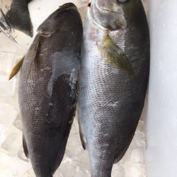 鵜来島家本渡船 釣果