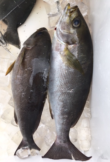 鵜来島家本渡船 釣果