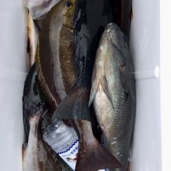 鵜来島家本渡船 釣果