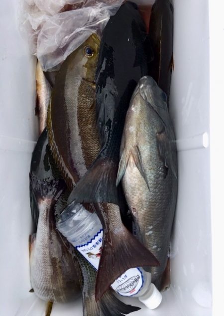 鵜来島家本渡船 釣果