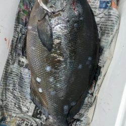 鵜来島家本渡船 釣果