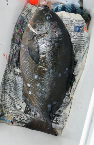 鵜来島家本渡船 釣果