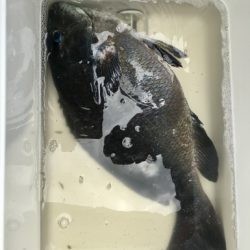 鵜来島家本渡船 釣果