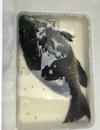 鵜来島家本渡船 釣果