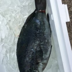 鵜来島家本渡船 釣果