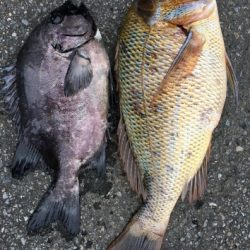 鵜来島家本渡船 釣果