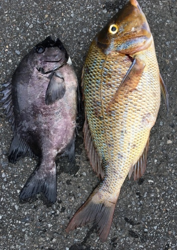 鵜来島家本渡船 釣果