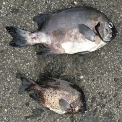 鵜来島家本渡船 釣果