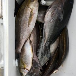 鵜来島家本渡船 釣果