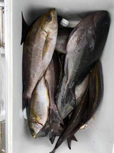 鵜来島家本渡船 釣果