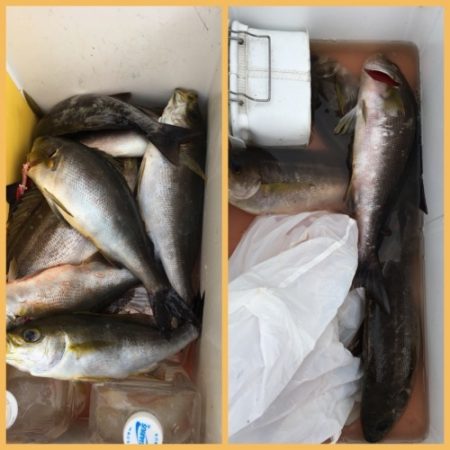 鵜来島家本渡船 釣果