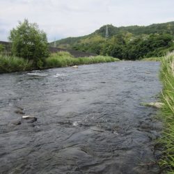 狩野川(狩野川漁業協同組合) 釣果