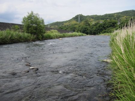 狩野川(狩野川漁業協同組合) 釣果