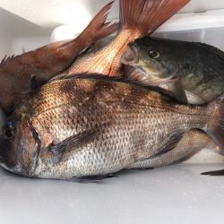 由良渡船 釣果