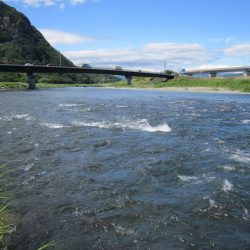 狩野川(狩野川漁業協同組合) 釣果