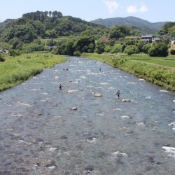 狩野川(狩野川漁業協同組合) 釣果