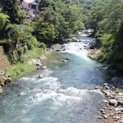 狩野川(狩野川漁業協同組合) 釣果