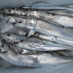 こうゆう丸 釣果