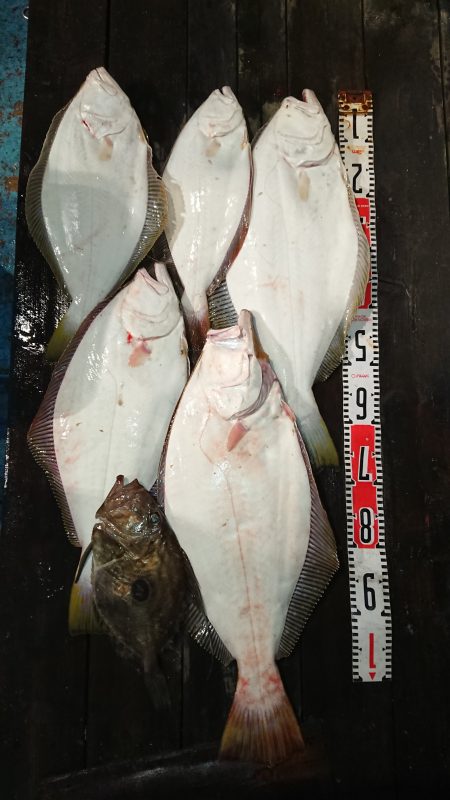 魁皇 釣果