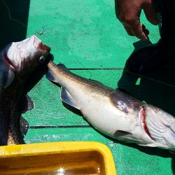 第三むつりょう丸 釣果