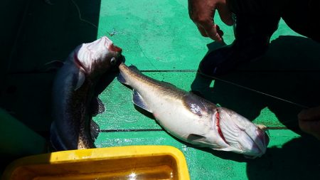 第三むつりょう丸 釣果