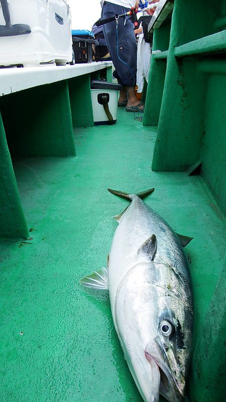 第三むつりょう丸 釣果