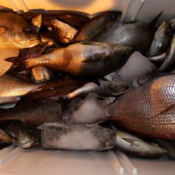 第三むつりょう丸 釣果