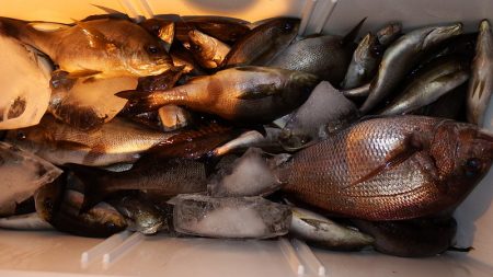 第三むつりょう丸 釣果